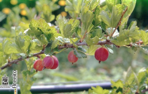 Grosella - Redcurrant - Grosella (Ribes sp.) >> Grosella (Ribes sp.) - Uva espina fruto.jpg